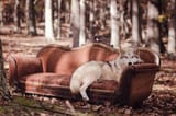 couch potato