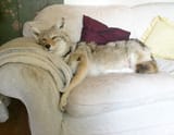 couch yote
