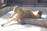 morning stretches