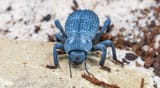 Blue-Death-Feigning-Beetle-9873b