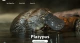 san diego platypus-cam