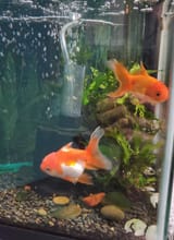 Fishpicrelated