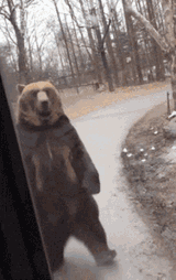 kandaar-bear