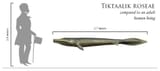 would-you-like-to-see-tiktaalik-in-a-mod-yes-to-me-honestly-v0-k428k0dhpfce1