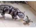 martial arts cat_thumb.jpg