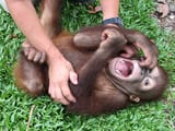 tickle tickle