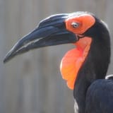 Southern-Ground-Hornbill-Thumbnail