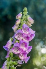 foxglove-digitalis-specimen-presented-full-bloom-blurry-bokeh-background-digitalis-purpurea-beautiful-wildflowers-193923001