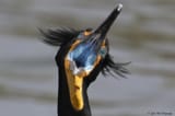 i-still-cant-get-over-the-vibrancy-of-double-crested-v0-651uw2muwlwc1