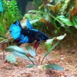 IMG_20250626_180721