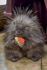 FamilyFarm_Porcupine_Stitch-scaled-e1661807380360-439765837