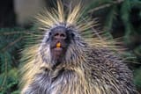 Porcupine1-750x500-1309681106