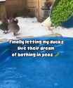 pea ducks_thumb.jpg