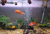 Inthebigtank
