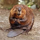 American_Beaver-photo-by-Flickr-user-Steve-CC-2.0