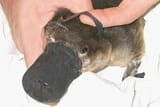 platypus-litter