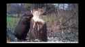 beaver gnawing on tree_thumb.jpg