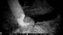 beaver6_thumb.jpg