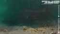 Swimming beaver_thumb.jpg