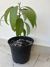 avocado2