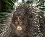 porcupine-incisors-3744662975