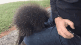 porcupine-fall-2893007465