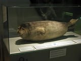 330px-Pusa_hispida_saimensis_at_the_Finnish_Museum_of_Natural_History_20110824