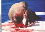 Walrus