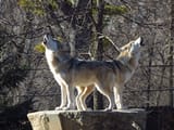 dual howl