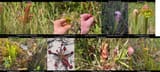 sarracenia_grid