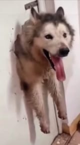 Averagehusky