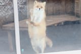 the_dance_of_my_people6