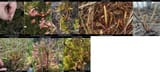 drosera_grid