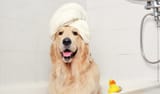 spa your dog