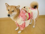 Jap girl