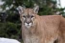 cougar