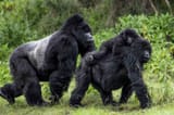 gorilla family