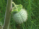 thorn_apple