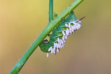 tomato_hornworm