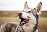 Siberian-Husky-licking-its-lips_eaef91b5-7616-436b-b719-f04976718a1c