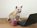 brown-short-hair-chihuahua-dog-sitting-on-wooden-floor-with-computer-notebook-and-pink-cup-of-coffee-working-on-computer-screen-photo