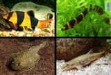 Loaches