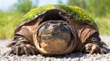 Snapping-turtle-Shutterstock
