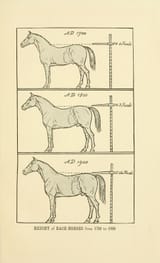 Horse-breeding_in_England_and_India_-_and_army_horses_abroad_(1906)_(14580159299)