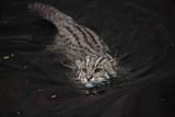 iStock-fishing-cat-615975860