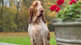 Bracco Italiano