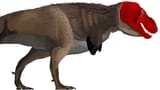 matt mart rex