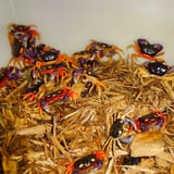 HalloweenMoonCrabsForSale_1800x1800