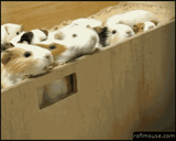 release_the_hounds