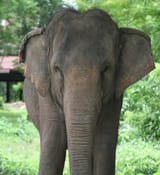 elephant-4288654290